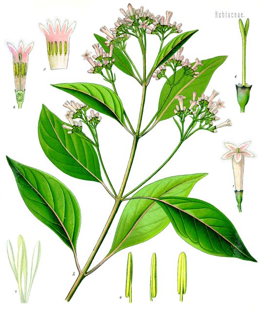 Cinchona officinalis